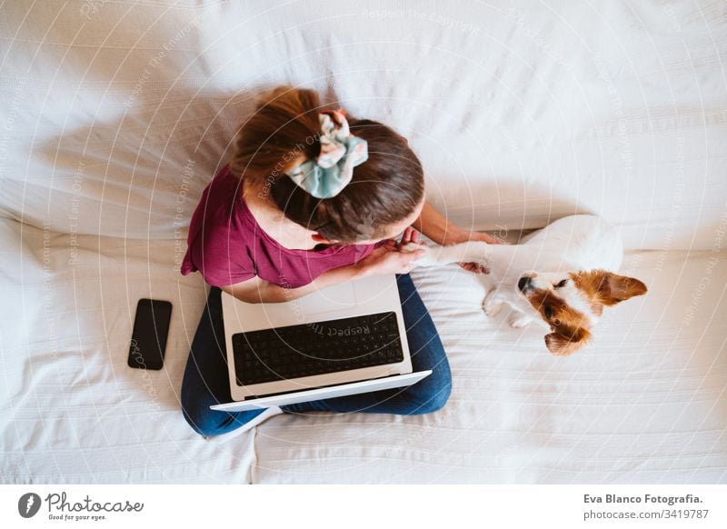 young woman working on laptop at home, sitting on the couch, cute small dog besides. Technology and pets concept jack russell friendship together togetherness