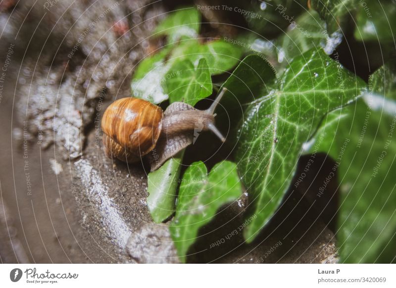 Close up of a snail climbing a wet leaf outdoors exotic slimy shell land snail small wildlife close up one brown raindrop tranquil fresh beauty freshness summer
