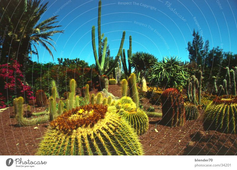 cactus garden Fuerteventura Canaries Cactus Thorny landscaped garden Placed Virgin forest lava clay La Lajita