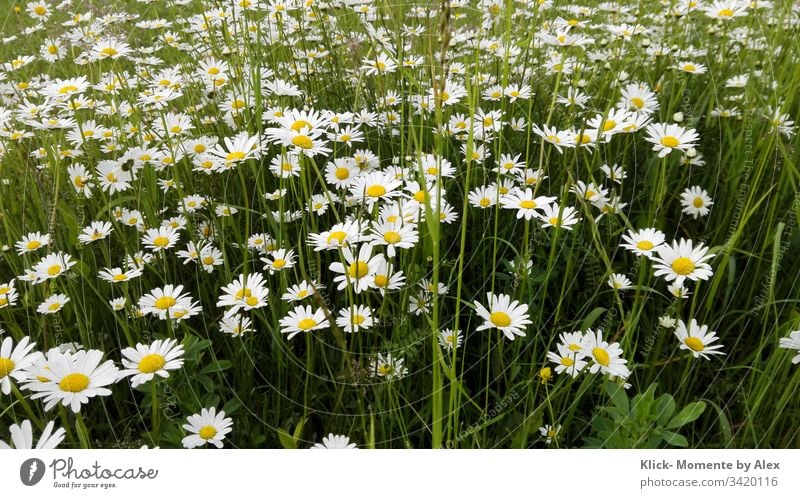 marguerite field marguerites Marguerite Blossoming Flower Plant Meadow Nature Field Green Yellow White large daisies Garden Ornamental plant wild flower