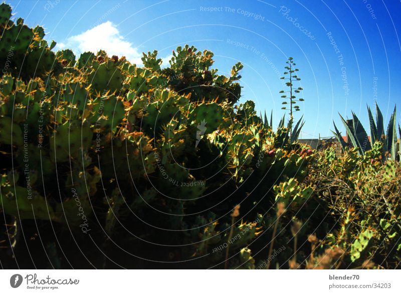 Cacti in the front garden Cactus Aloe Bizarre Fuerteventura. Canary Islands Virgin forest Desert