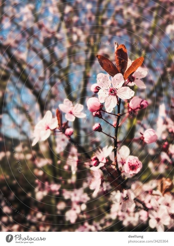 Focus on pink flowers that are part of a tree Beginning Beautiful blossomed Twig Branch Cherry tree cherry branch Close-up Graceful Noble Esthetic Blossom leave