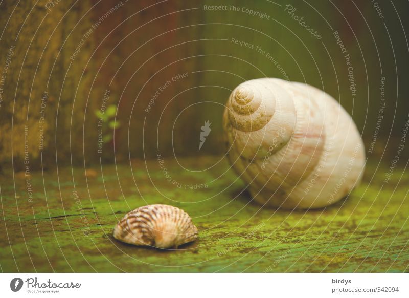Mupfel and snail Style - a Royalty Free Stock Photo from Photocase