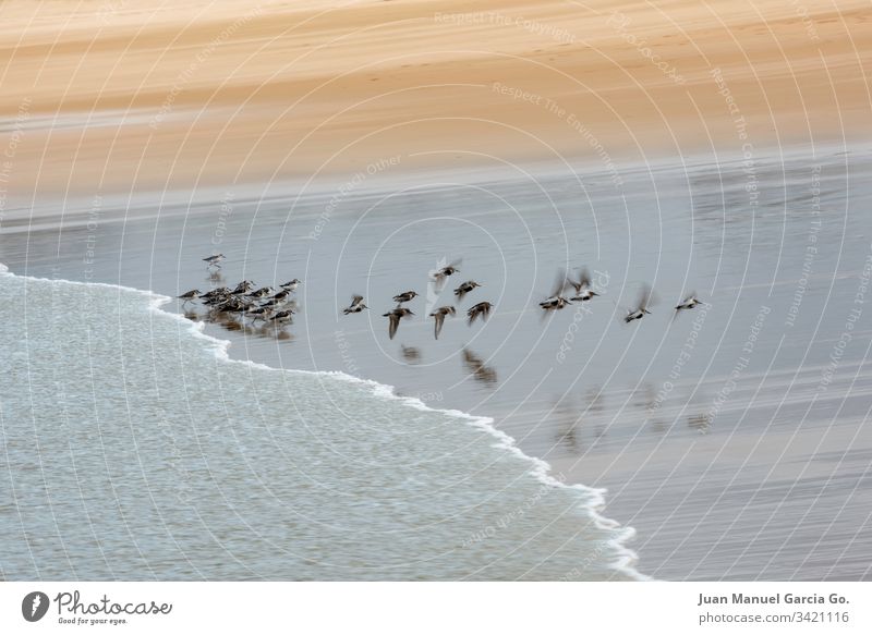 Flock of birds on the shore of the beach water animals coastal flock group seascape outdoors nobody behavior north wildlife sand colony ocean land flying