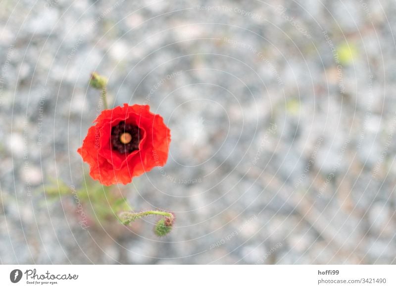 Corn poppy blossom in front of diffuse, blurred ground poppy red Flowering plant Blossom red blossom Red deep red Summer Poppy Blossoming Spring Sun Bud