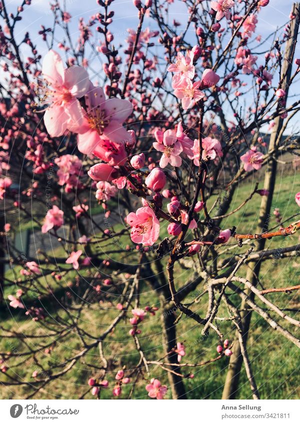 Pink flowers on the tree at dusk Spring Blossoming Bud Growth Garden Deserted Nature Plant Fragrance Blur Sunlight Dusk Beautiful weather Colour photo