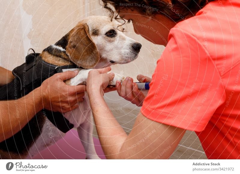 Vet doctors cutting nails of big dog in clinic veterinary woman treat care uniform calm pet animal domestic canine purebred trust specialist work examine