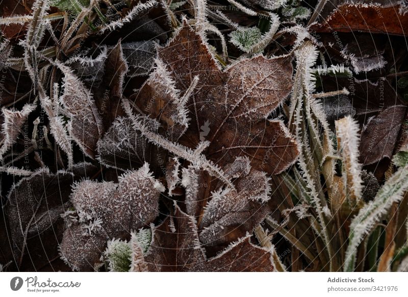 Dry frozen leaves of trees on ground leaf frost colorful nature forest season fall flora environment foliage organic countryside park detail botany wood