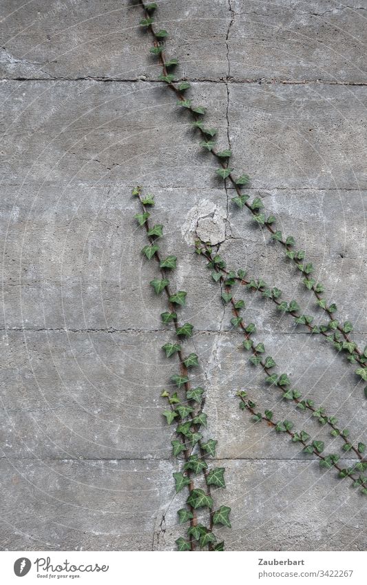 Ivy grows in elegant lines on a grey concrete wall Wall (building) Wall (barrier) Concrete wax Growth Elegant Gray Green Tendril Deserted Creeper Detail