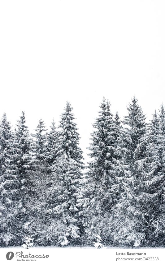 Firs in the snow Exterior shot out Nature Season Winter Snow Fir tree fir forest Christmas & Advent White Coniferous trees Coniferous forest Black Forest