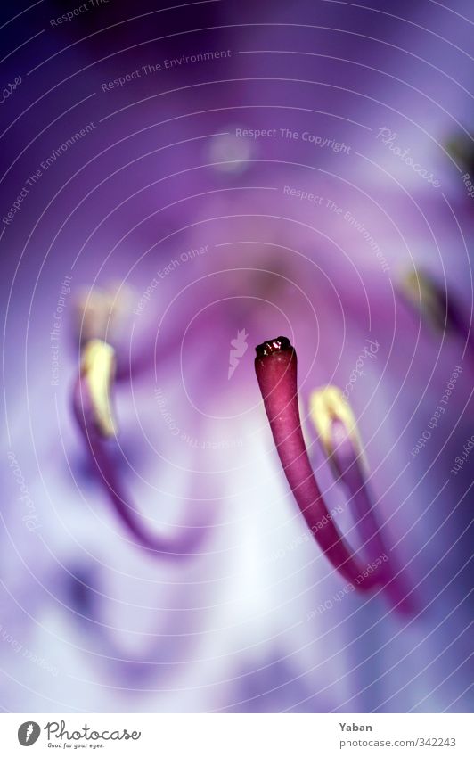 holodeck Plant Blossom Garden Park Violet Pink Colour photo Macro (Extreme close-up) Day Shallow depth of field