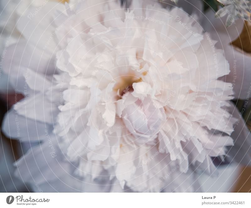 Close up of a beautiful white peony valentine soft Rose romantic flowers petal peonies background pastel nature natural Love light holiday gentle freshness