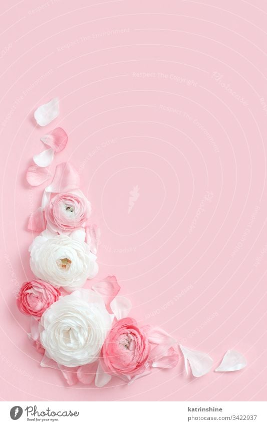 Frame made of ranunculus flowers on a light pink background angle frame spring romantic fuchsia pastel flat lay composition roses top view above petals concept