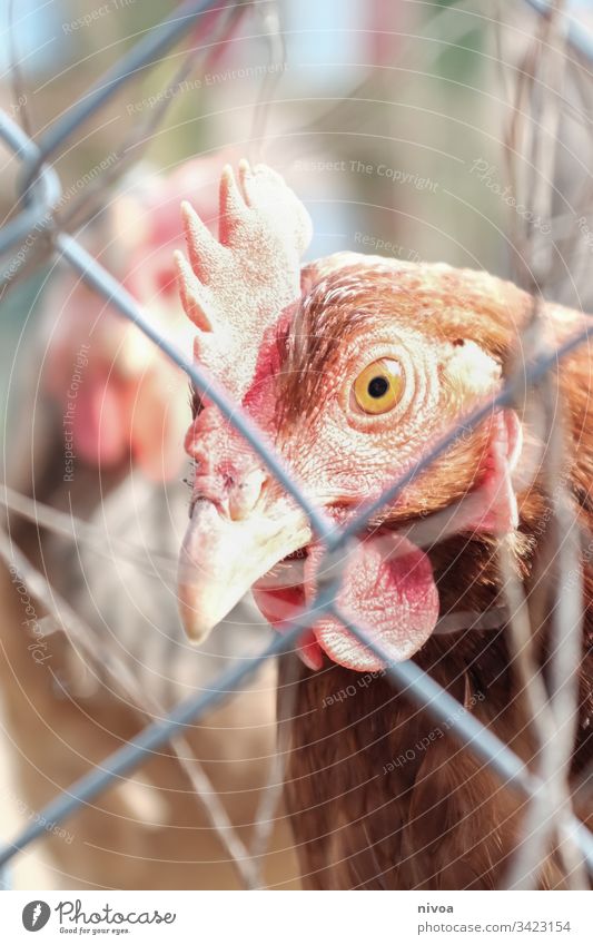 chicken behind bars Colour photo Animal Bird Exterior shot Farm animal Rooster Egg Nature Barn fowl Animal portrait Grating Fence Agriculture Forestry Deserted
