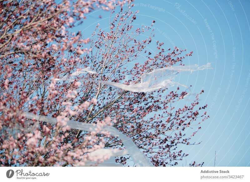 Translucent plastic material fluttering on blooming tree ecology contaminate concept spring sky cloudless transparent branch flower environment season nature