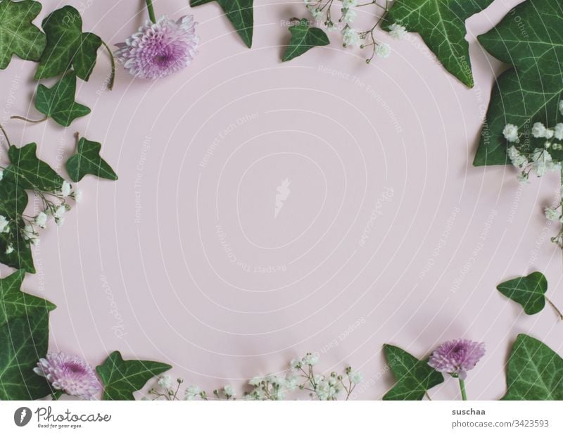 spring decoration on pink background Plant Green leaves Nature Ivy Leaf Deserted flatlay Interior shot Flower pretty Decoration Blossoming Summery Fresh flowery