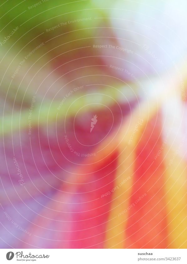 play of colours on blurred leaf with leaf veins Leaf foliage Nature Blur variegated colored Close-up Abstract Detail of a sheet Deserted Rachis Plant Autumn