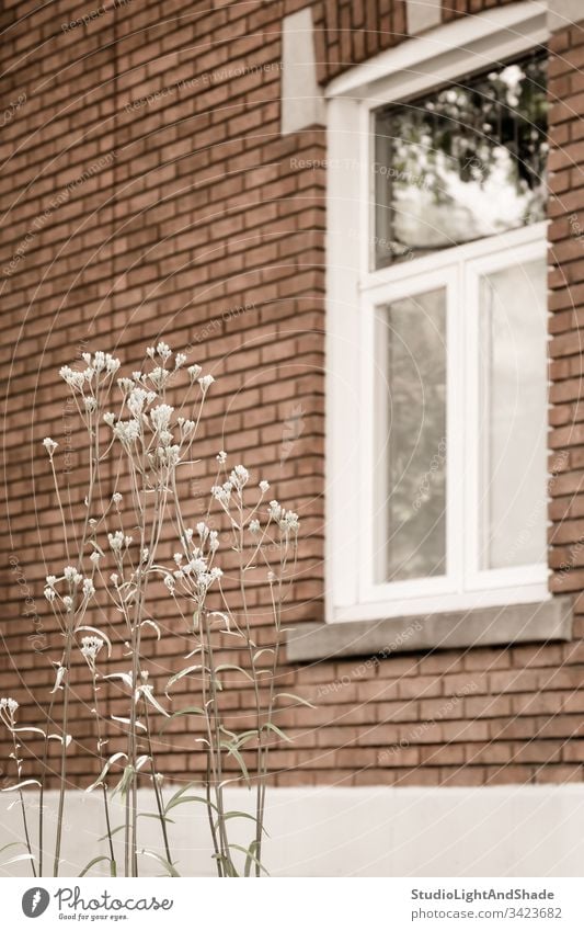 White blooming plant in front of a brick house window frame glass building home wall flower spring springtime summer blossoming flowers flowering delicate