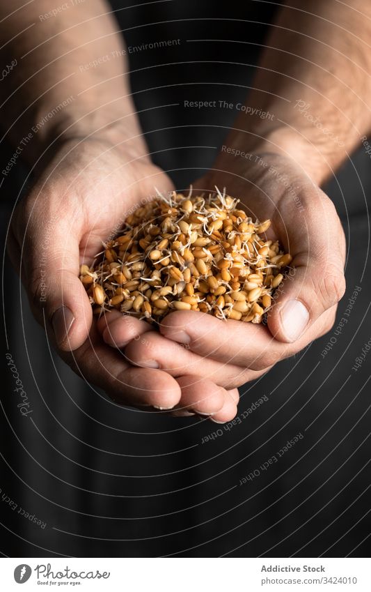 Man holding sprouted wheat grains handful natural healthy food fresh organic ingredient nutrition bread seed raw meal pile diet show edible brown cuisine