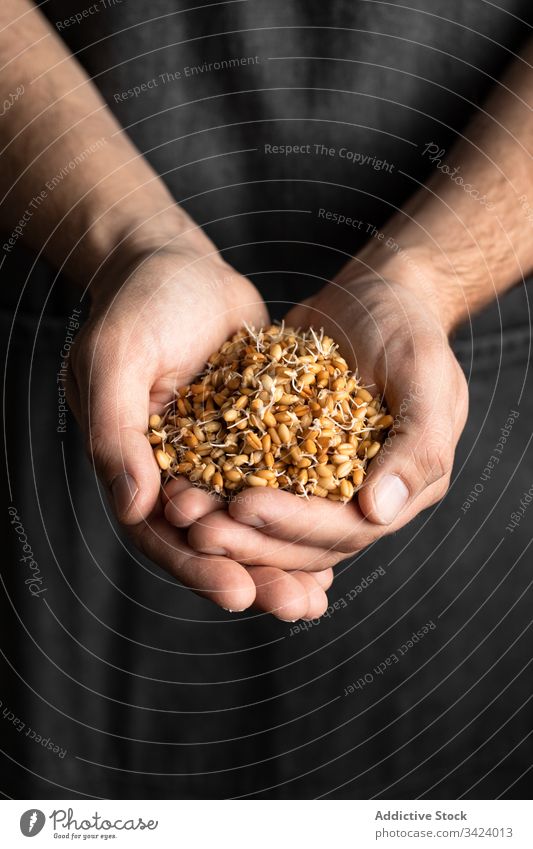 Man holding sprouted wheat grains handful natural healthy food fresh organic ingredient nutrition bread seed raw meal pile diet show edible brown cuisine
