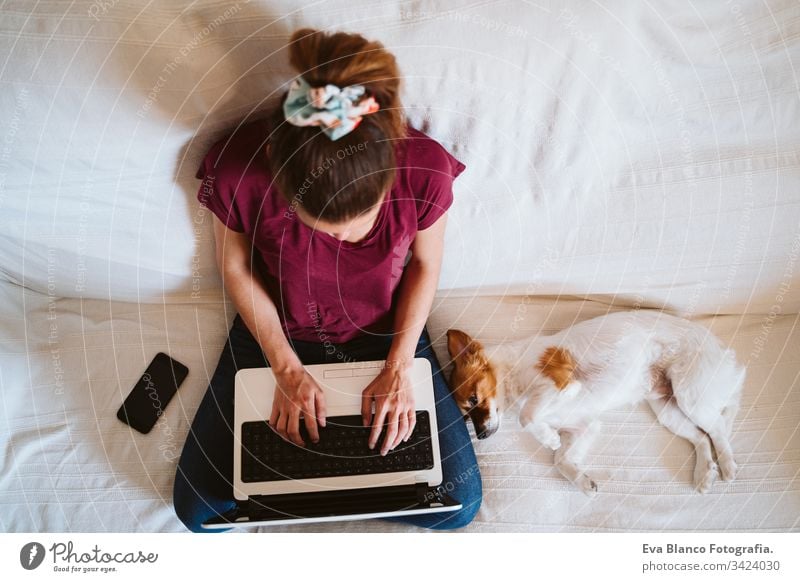young woman working on laptop at home, sitting on the couch, cute small dog besides. Technology and pets concept jack russell friendship together togetherness