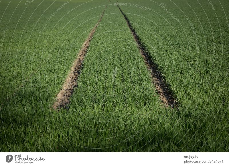 Lane in a planted green field Field acre lane Spug agrarian Climate Green plants Grass Lawn Wheat grasses Tractor track Growth Food Nature Agriculture Grain