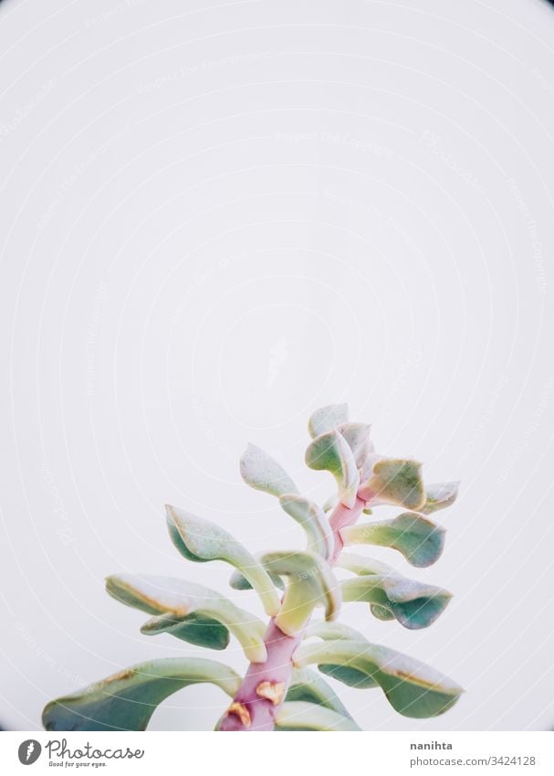 Beautiful shot of an echeveria cubic frost succulent succulent plant plantas succulents fat plants exotic beautiful decor decoration gardening part of leaves