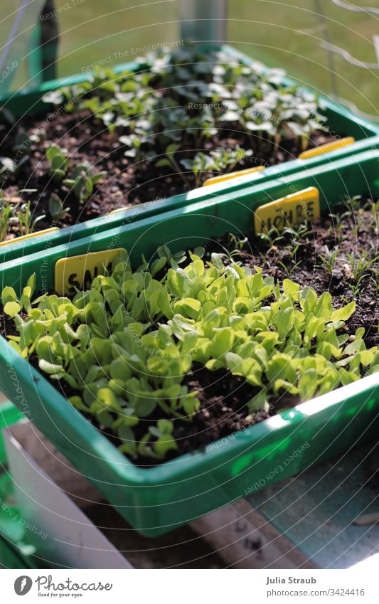 Greenhouse vegetable sowing Lettuce Carrot Plant Earth Ground garden soil Gardening garden plant