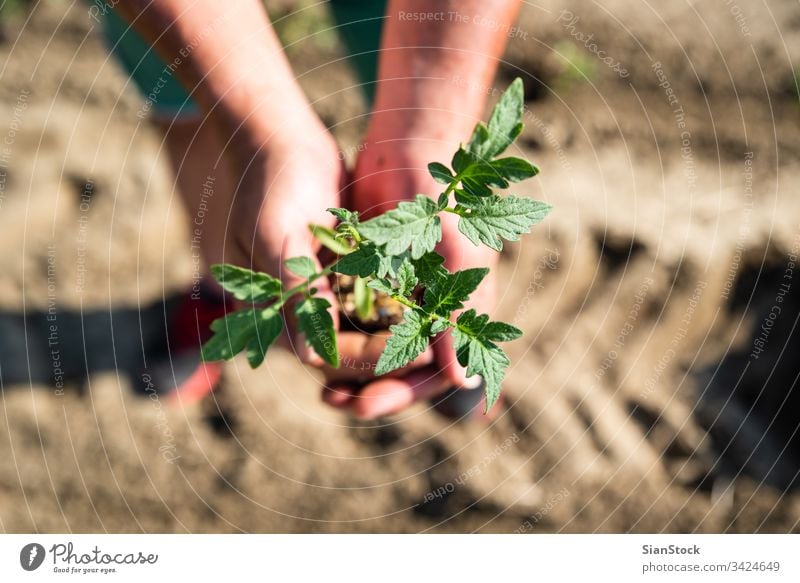 Hands holding soil and plant tomato farming garden vegetable gardening spring planting farmer hands agriculture field seedlings plantation organic work woman