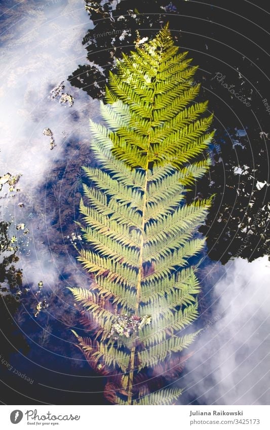 Fern in water Fern leaf Nature Plant Green Exterior shot Leaf Natural Botany Environment Foliage plant Water reflection Clouds Blue Detail Growth