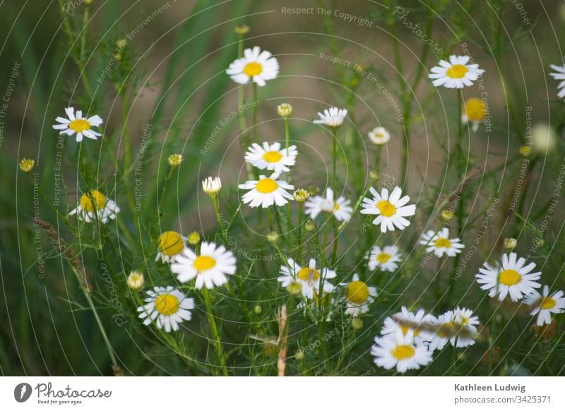 Chamomile by the wayside Camomile blossom Medicinal plant Plant Nature blossoms White flowers Exterior shot Summerflower Medicinal herbs Colour photo