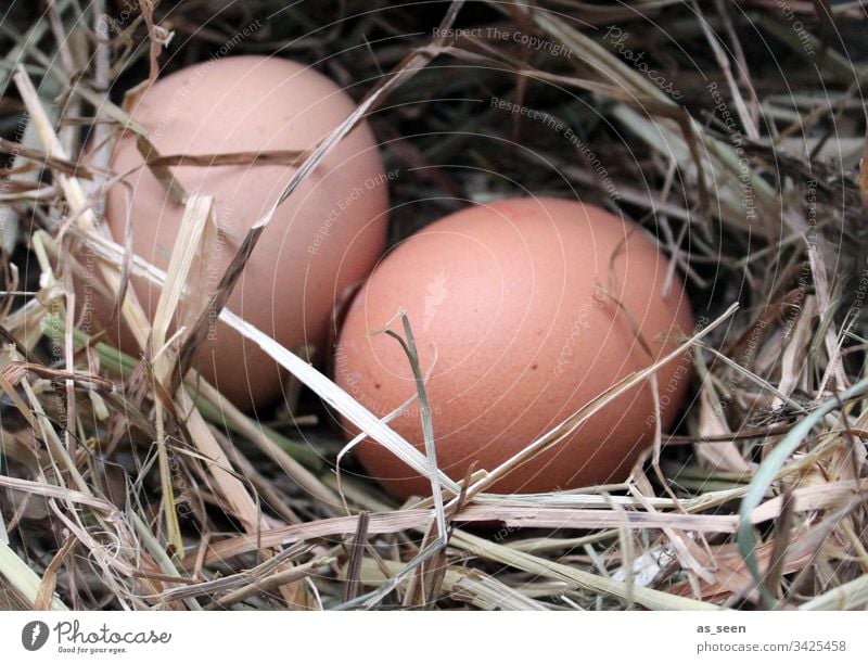 Two chicken eggs in the nest Egg Easter Chicken eggs Nest Straw Spring Easter egg nest Nature Colour photo Close-up Food Feasts & Celebrations Nutrition