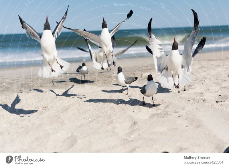 A flock of seagulls jumping on the beach bird birds take flight taking flight excited joy happiness rejoice jump for joy excited animal flock of birds