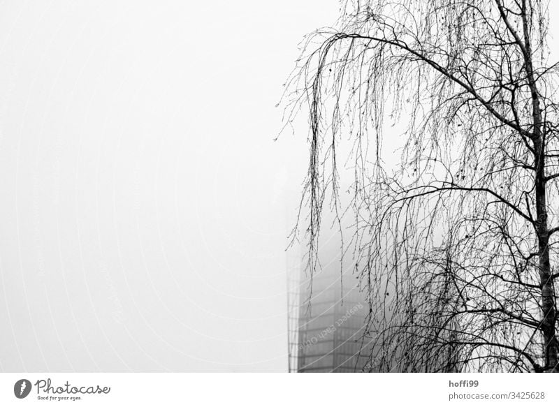 sad birch in fog in front of veiled skyscraper Birch tree Tree hanging branches Suspended Fog Shroud of fog Wall of fog Misty atmosphere High-rise