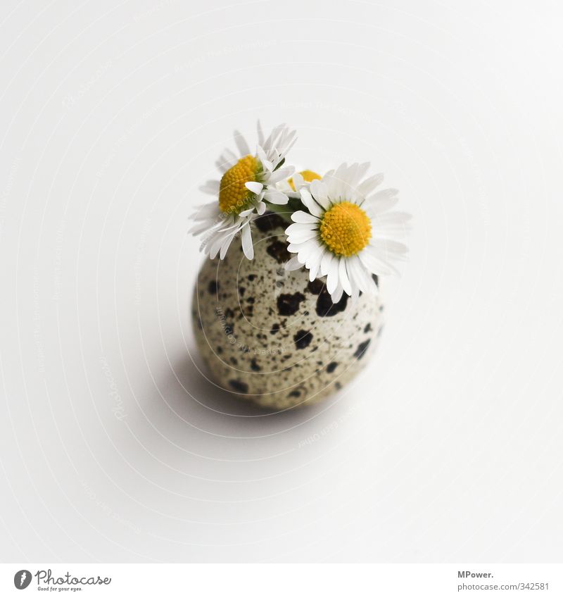 jump greeting Nature Plant Leaf Blossom Yellow Green Egg Quail's egg Daisy White 2 Spring Easter egg nest Colour photo Close-up Deserted Copy Space left