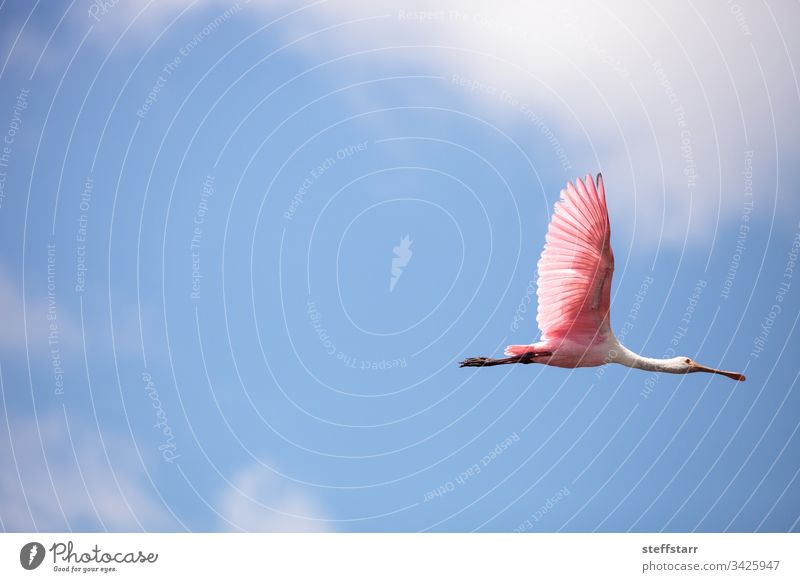 Pink spread wings of a flying roseate spoonbill bird Platalea ajaja Bird pink bird pink wings feathers Florida Myakka River wild bird wildlife marsh nature