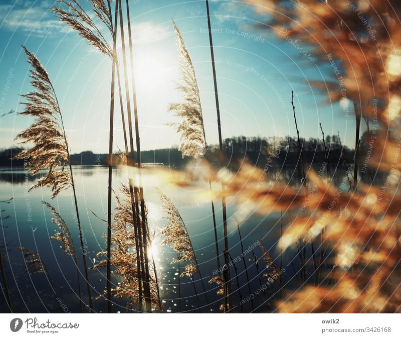 Into The Mystic Lake Reeds Sun Illuminate rays Nature out Mysterious Exterior shot Colour photo Back-light Deserted Idyll Contrast Water Shadow windless Calm