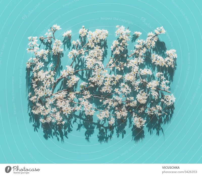 Spring  white blossom background on turquoise blue background in sunlight with shadow, top view. Springtime nature spring springtime natural pattern abstract