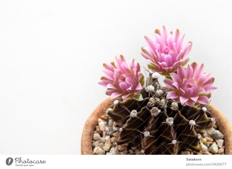 Gymnocalycium Cactus flower,close-up Pink delicate petal flower pink flowers blossom cactus succulent cacti fresh garden nature thorn botany color closeup