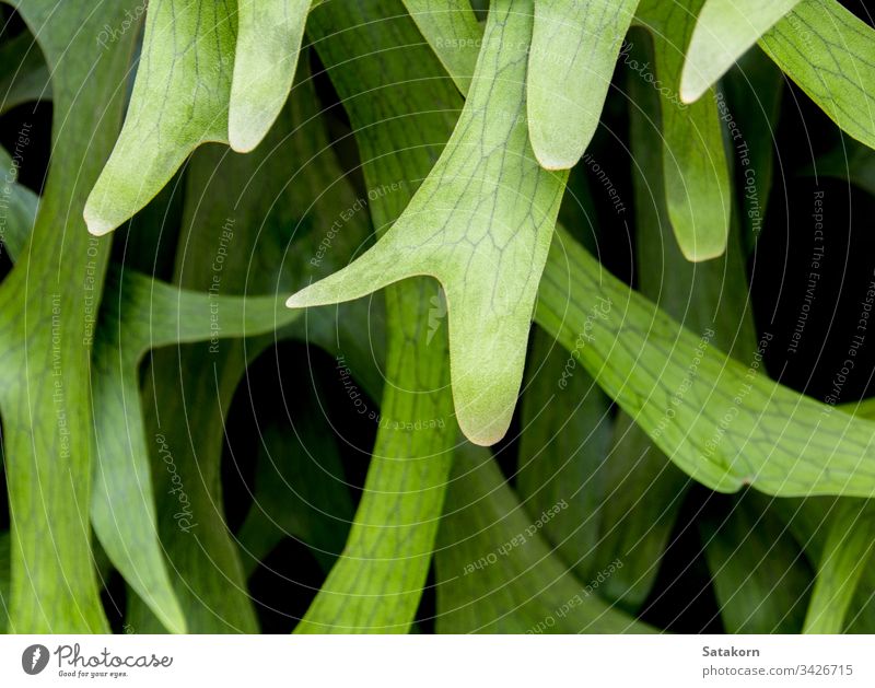 Texture Detail on leaves of Elkhorn Fern , Platycerium coronarium fern tropical leaf natural plant elkhorn staghorn nature texture detail closeup green fresh