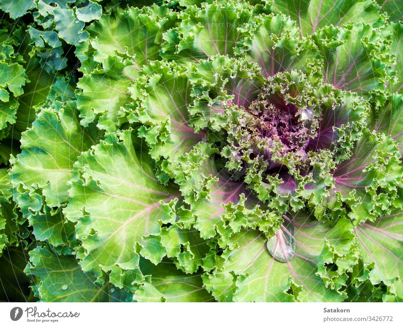 Freshness Ornamental Kale and cabbage ornamental kale fresh leaf nature purple green background garden pattern texture food colorful plant decorative detail