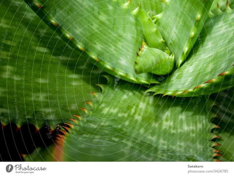 Succulent plant close-up, fresh leaves detail of Aloe plant succulent aloe thorn leaf green red beautiful nature spines natural grow decoration closeup garden