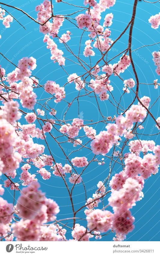 Hanami, cherry blossom, delicate pink flowers against a blue background Blossom Delicate Pink Blue sky fragility Spring Plant Nature Colour photo Exterior shot