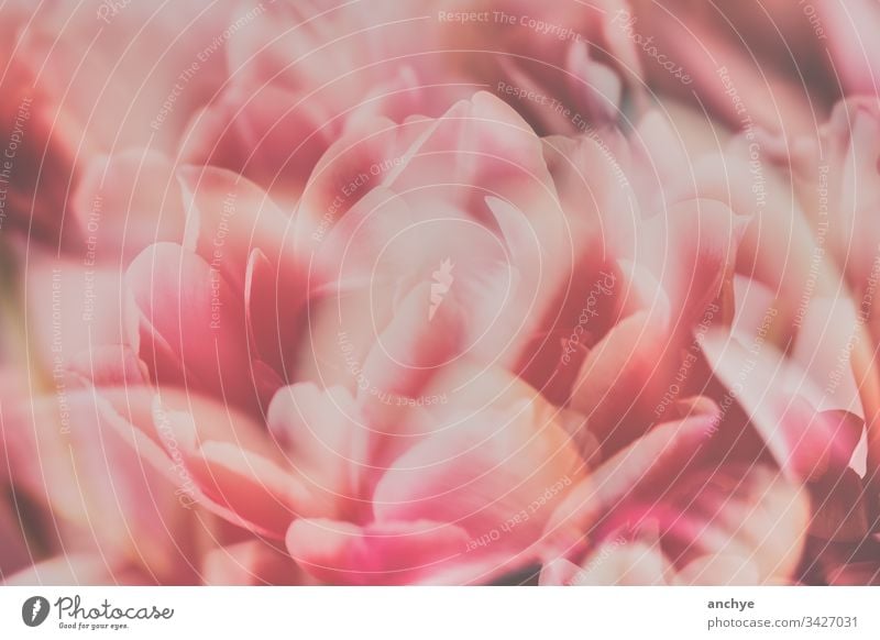 Tulip petals in pink in soft light flower tulip tulips Spring Colour photo Beautiful bouquet of tulips Interior shot pink colour Bouquet