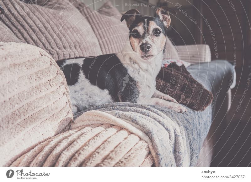 Jackrussel dog lying on the couch jackrussel Relaxation Pet Cute Interior shot Colour photo Animal portrait Love of animals comfortable Animal face plaid