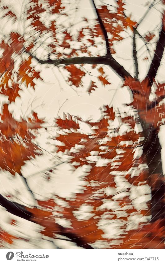 Yes, it's autumn already? Nature Plant Air Sky Autumn Wind Gale Tree Leaf Wood Red Creativity Political movements Dynamics Branch Rotate Above Colour photo
