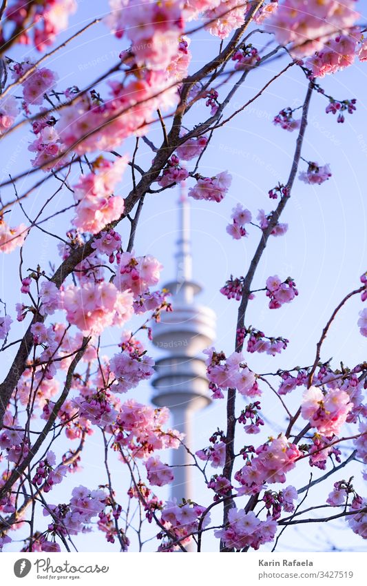 Cherry blossoms and Olympic Tower Television tower Munich Olympic Park Exterior shot Colour photo Sky Architecture Landmark Tourist Attraction Day