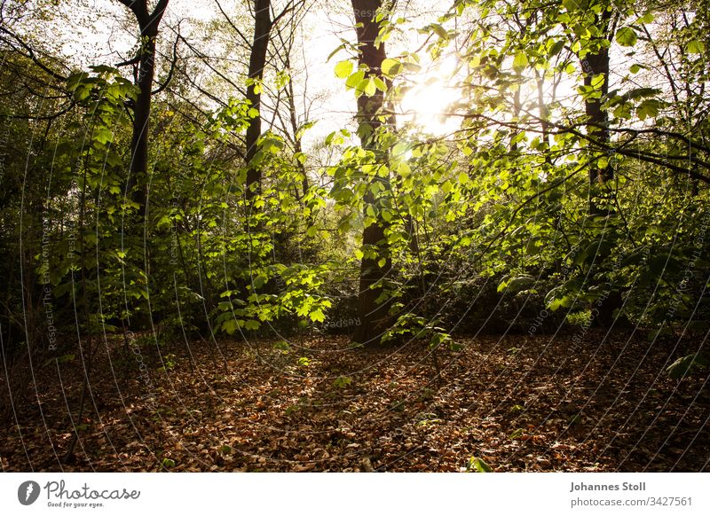 Autumnal forest against the light Forest foliage twigs Light Back-light Sun Sunrise Sunset Twilight Fear Thriller Forest death Crime thriller place of discovery