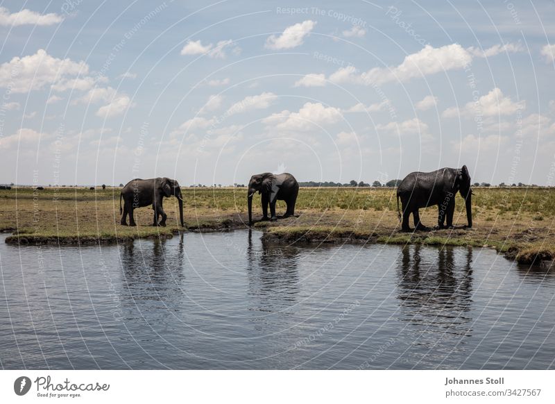 Three drinking elephants on the riverbank Elephant Elephants Drinking River Stand Landscape Africa Zambia Botwana Namibia Safari Tourism pachyderms Wilderness
