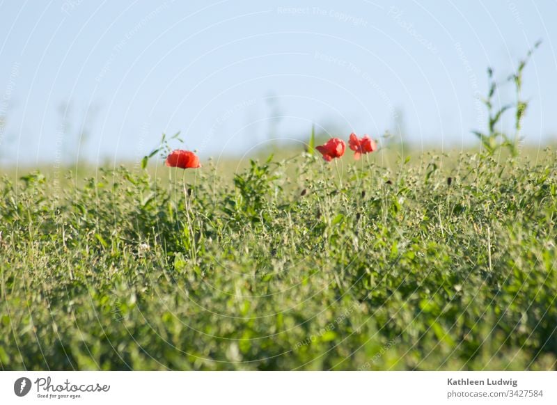 poppies poppy blossoms Field meadow edge meadow herbs cornflowers Green Summer Red plants Nature Colour photo Exterior shot